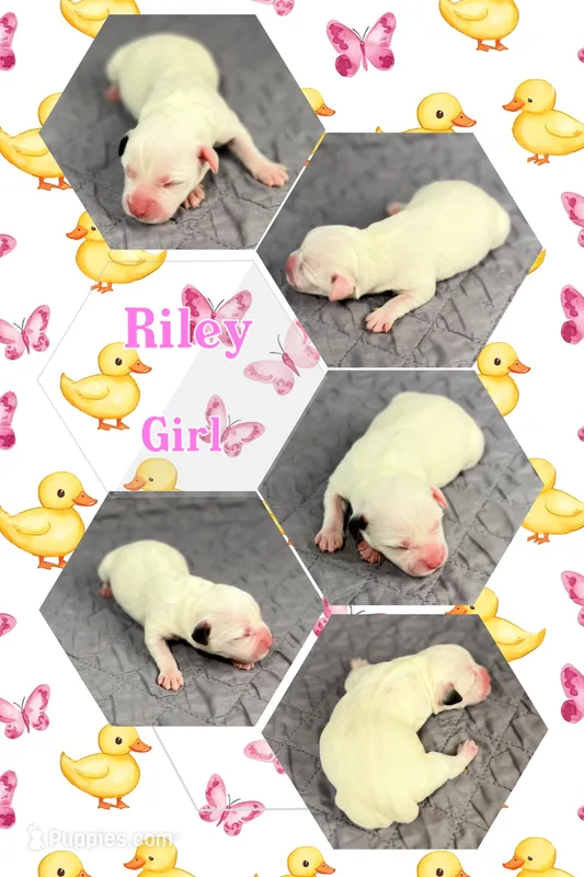 Riley – Jack Russell Terrier puppy for sale in Jena, LA