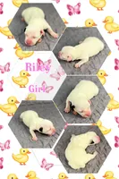 Riley, a female Jack Russell Terrier for sale in Jena, LA – 1 of 3