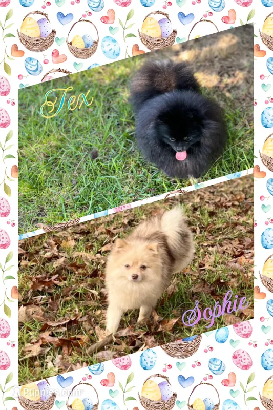 Tex x Sophie  – Pomeranian puppy for sale in Jena, LA
