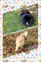 Tex x Sophie , a  Pomeranian for sale in Jena, LA – Photo 1 of 3