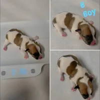 Puppy B, a male Jack Russell Terrier for sale in Jena, LA – Photo 6 of 6