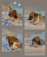 Puppy B, a male Jack Russell Terrier for sale in Jena, LA – Photo 1 of 6