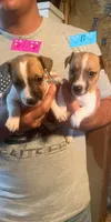 Puppy B, a male Jack Russell Terrier for sale in Jena, LA – Photo 2 of 6