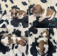 Puppy B, a male Jack Russell Terrier for sale in Jena, LA – Photo 4 of 6