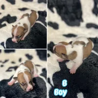 Puppy B, a male Jack Russell Terrier for sale in Jena, LA – Photo 5 of 6