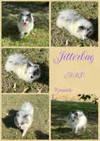 Tex - Jitter bug litter, a  Pomeranian for sale in Jena, LA – 3 of 3