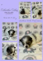 Martha May, a female Pomeranian for sale in Jena, LA – Photo 1 of 6