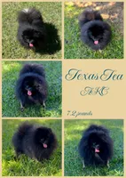 Martha May, a female Pomeranian for sale in Jena, LA – Photo 5 of 6