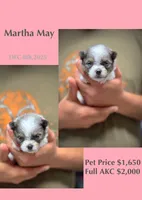 Martha May, a female Pomeranian for sale in Jena, LA – Photo 2 of 6