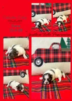 Martha May, a female Pomeranian for sale in Jena, LA – Photo 3 of 6