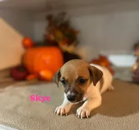 Skye, a female Jack Russell Terrier for sale in Jena, LA – Photo 1 of 7