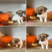Skye, a female Jack Russell Terrier for sale in Jena, LA – Photo 2 of 7