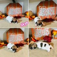 Skye, a female Jack Russell Terrier for sale in Jena, LA – Photo 4 of 7