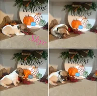 Skye, a female Jack Russell Terrier for sale in Jena, LA – Photo 3 of 7