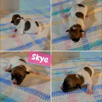 Skye, a female Jack Russell Terrier for sale in Jena, LA – Photo 6 of 7