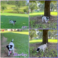 Harley x Ruger litter. , a  Jack Russell Terrier for sale in Jena, LA – 2 of 2