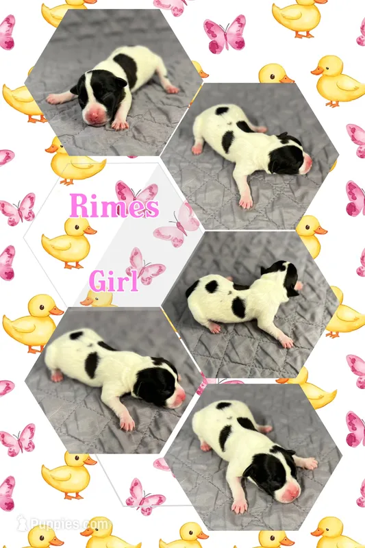 Rimes – Jack Russell Terrier puppy for sale in Jena, LA