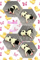 Rimes, a female Jack Russell Terrier for sale in Jena, LA – 1 of 3
