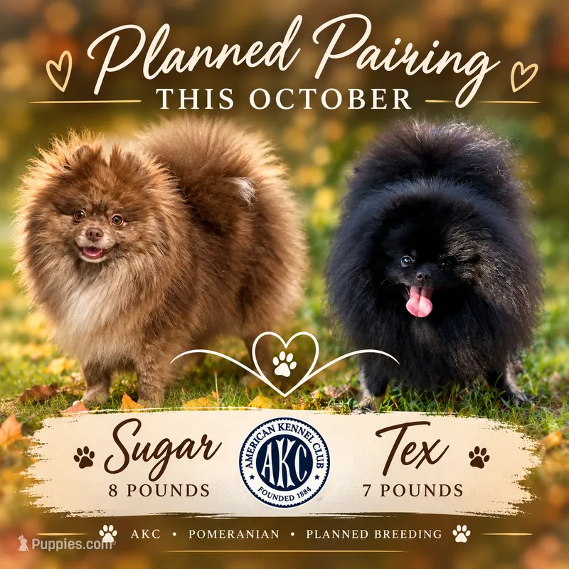 Tex x Sugar  – Pomeranian puppy for sale in Jena, LA