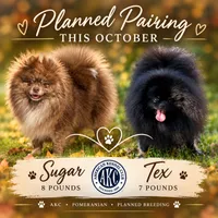 Tex x Sugar , a  Pomeranian for sale in Jena, LA – 1 of 3