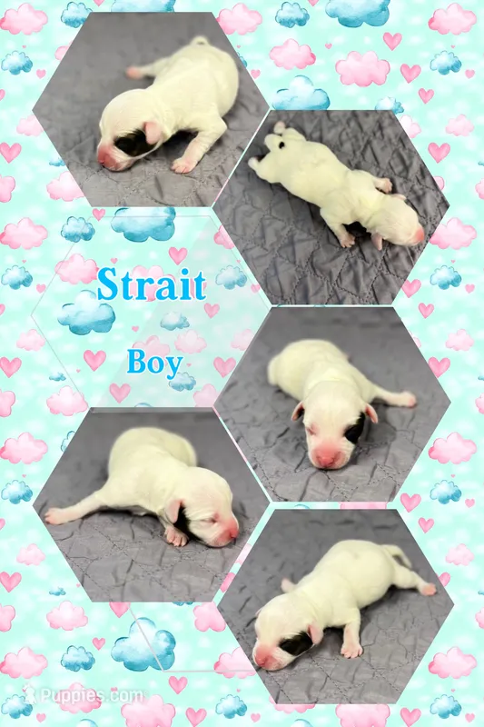 Strait – Jack Russell Terrier puppy for sale in Jena, LA