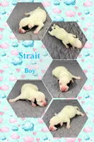 Strait, a male Jack Russell Terrier for sale in Jena, LA – 1 of 3