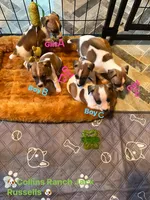 Puppy D, a female Jack Russell Terrier for sale in Jena, LA – Photo 2 of 5