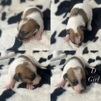 Puppy D, a female Jack Russell Terrier for sale in Jena, LA – Photo 3 of 5