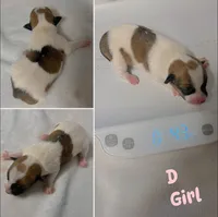 Puppy D, a female Jack Russell Terrier for sale in Jena, LA – Photo 5 of 5