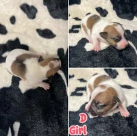 Puppy D, a female Jack Russell Terrier for sale in Jena, LA – Photo 4 of 5