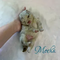 Mocha, a male Pomeranian for sale in Jena, LA – 3 of 6