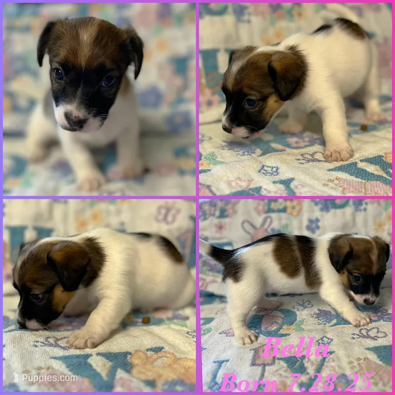 Bella, a female Jack Russell Terrier for sale in Jena, LA – Photo 1 of 6