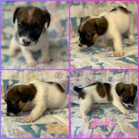 Bella, a female Jack Russell Terrier for sale in Jena, LA – Photo 1 of 6