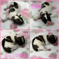 Bella, a female Jack Russell Terrier for sale in Jena, LA – Photo 5 of 6