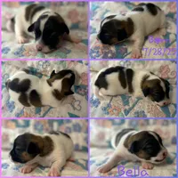 Bella, a female Jack Russell Terrier for sale in Jena, LA – Photo 4 of 6