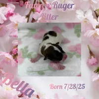 Bella, a female Jack Russell Terrier for sale in Jena, LA – Photo 3 of 6