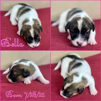 Bella, a female Jack Russell Terrier for sale in Jena, LA – Photo 2 of 6
