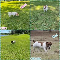 Bella, a female Jack Russell Terrier for sale in Jena, LA – Photo 6 of 6