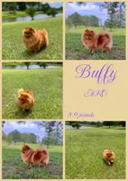 River, a female Pomeranian for sale in Jena, LA – 7 of 7