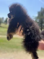 River, a female Pomeranian for sale in Jena, LA – 3 of 7
