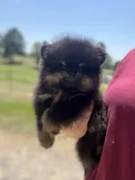 River, a female Pomeranian for sale in Jena, LA – 2 of 7