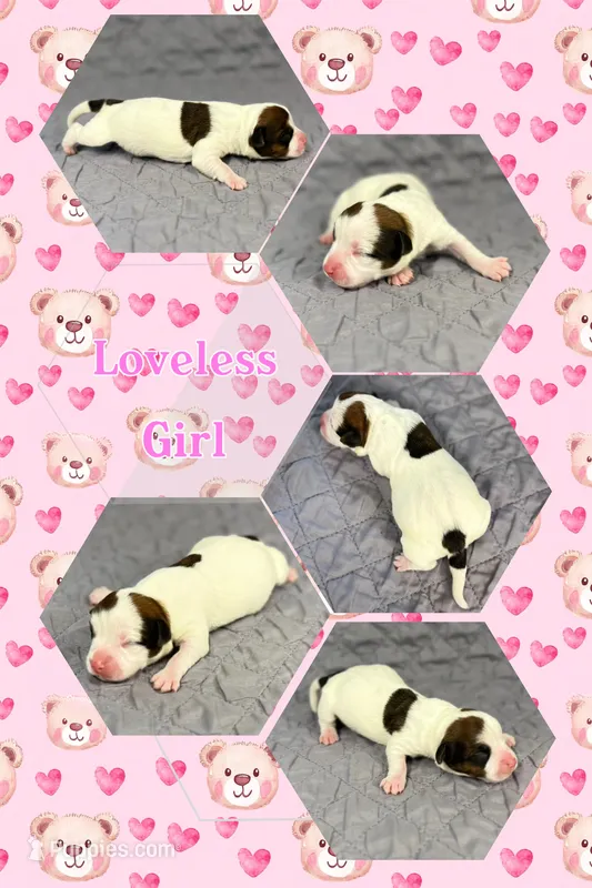 Loveless – Jack Russell Terrier puppy for sale in Jena, LA