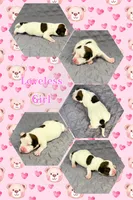 Loveless, a female Jack Russell Terrier for sale in Jena, LA – 1 of 3