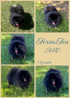 Mocha, a male Pomeranian for sale in Jena, LA – 3 of 3