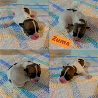 Zuma, a male Jack Russell Terrier for sale in Jena, LA – Photo 10 of 10