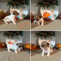 Zuma, a male Jack Russell Terrier for sale in Jena, LA – Photo 6 of 10