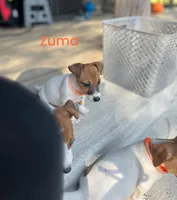 Zuma, a male Jack Russell Terrier for sale in Jena, LA – Photo 1 of 10