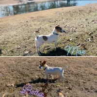 Zuma, a male Jack Russell Terrier for sale in Jena, LA – Photo 9 of 10
