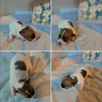 Zuma, a male Jack Russell Terrier for sale in Jena, LA – Photo 8 of 10