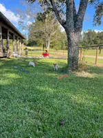 Zuma, a male Jack Russell Terrier for sale in Jena, LA – Photo 3 of 10